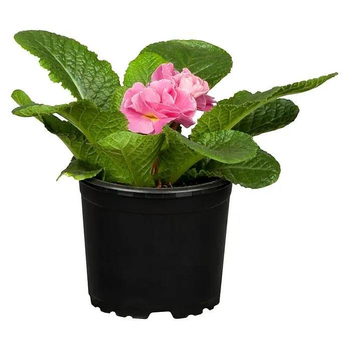 Piardino Primel - Primula vulgaris 'Dreamer', Topfgröße: 10 cm, Blütenfarbe sortenabhängig - Vorderansicht