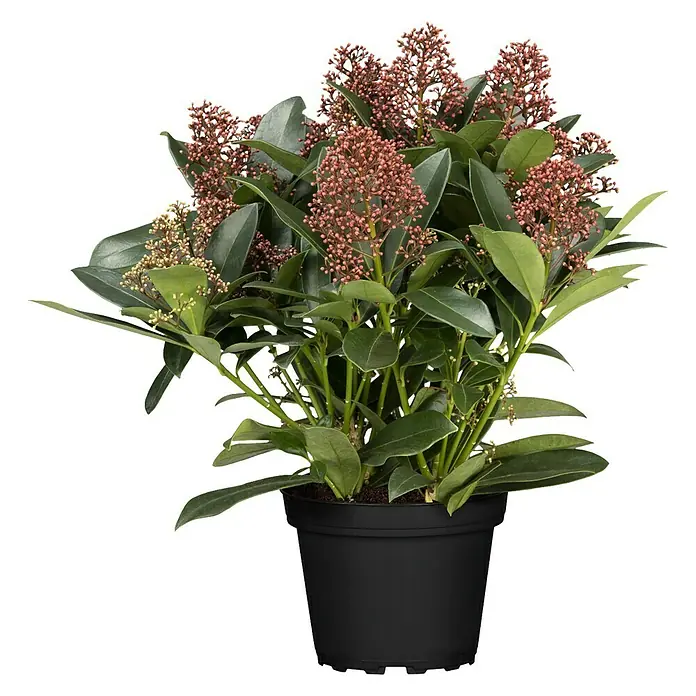 Piardino Japanische Fruchtskimmie - Skimmia japonica, Rot - Vorderansicht