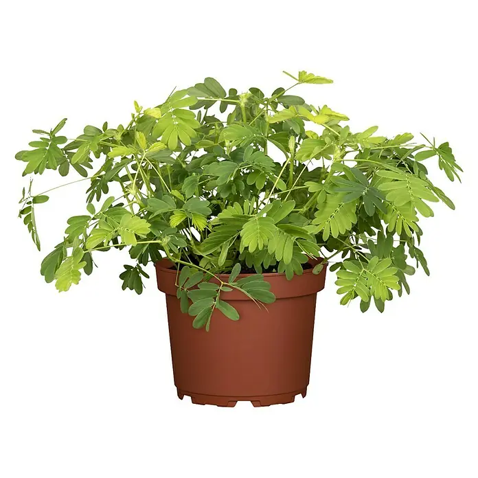 Piardino Mimose - Mimosa pudica, Topfgröße: 9 cm, Blütenfarbe: Rosa - Vorderansicht