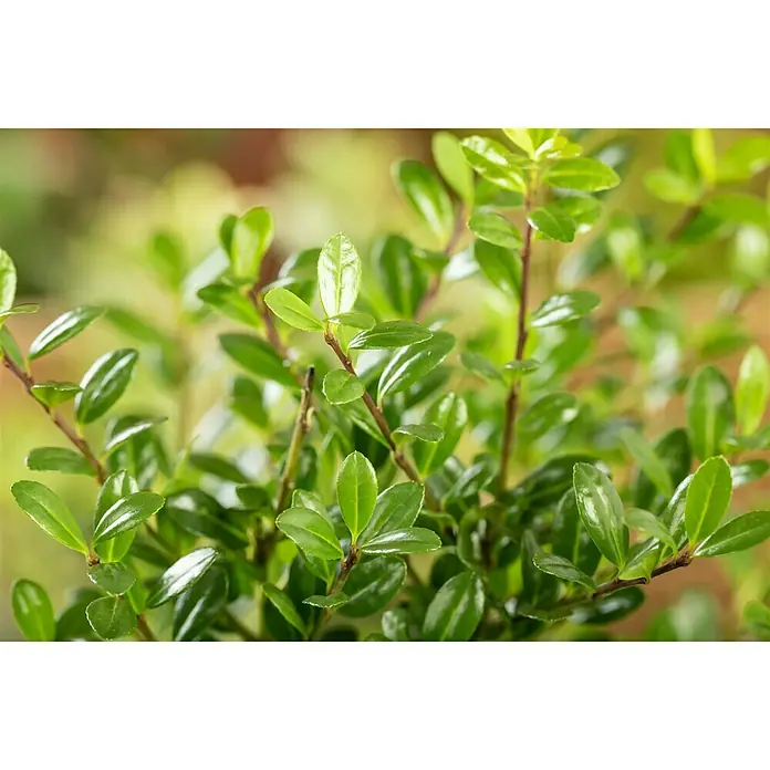 Piardino Bergilex Robustico - Ilex crenata 'Robustico' - Detailaufnahme