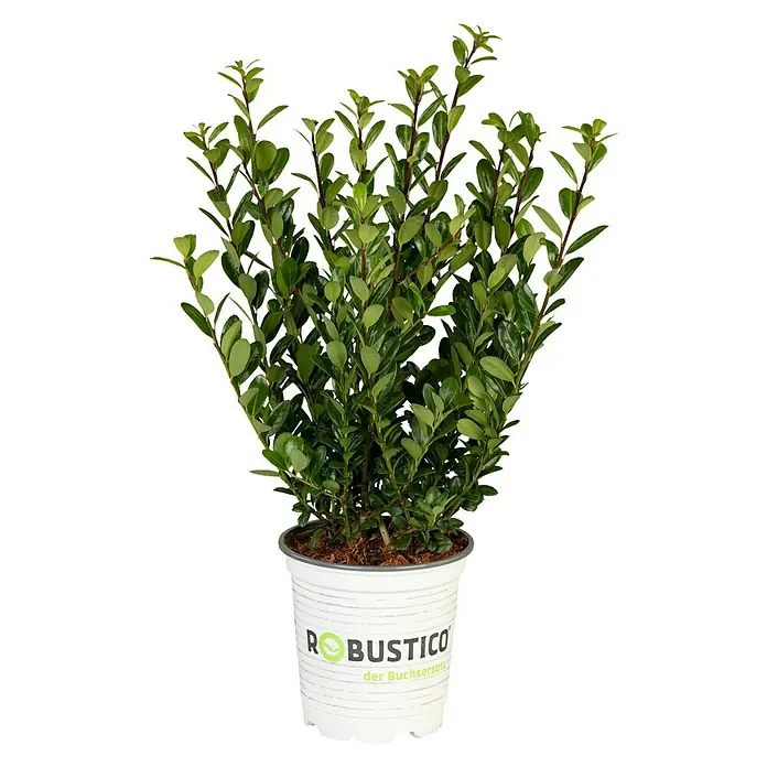 Piardino Japan-Stechpalme - Ilex crenata, Topfgröße: 11 cm - Vorderansicht