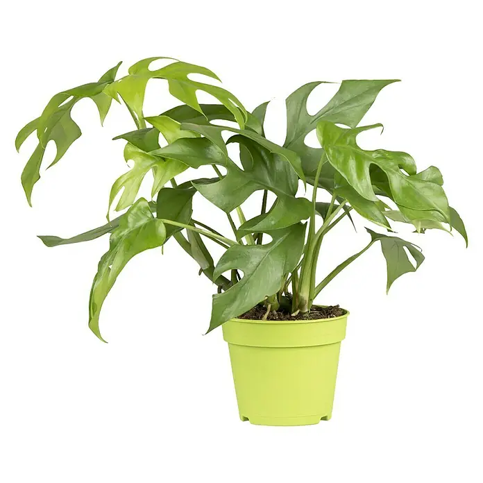 Piardino Fensterblatt Minima - Philodendron tetrasperma, Topfgröße: 12 cm - Vorderansicht