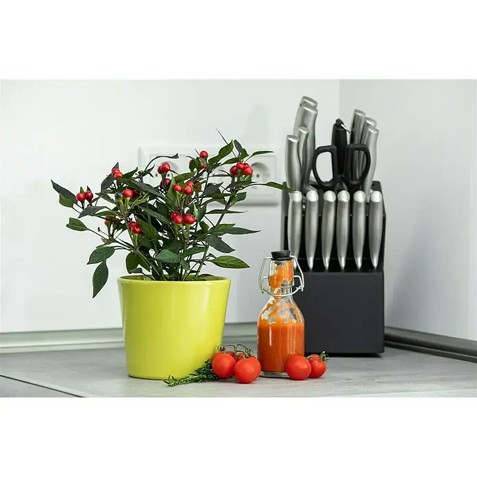 Blu Bio Chili Kleine Perle - Capsicum annuum, 12 cm, Erntezeit: Juni - Oktober - Stimmungsaufnahme