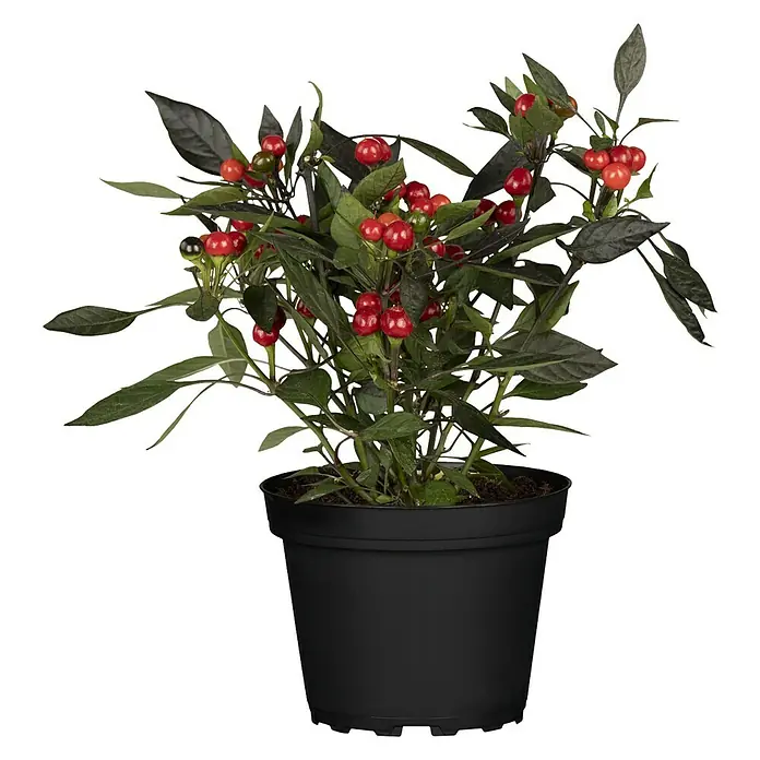 Blu Bio Chili Kleine Perle - Capsicum annuum, 12 cm, Erntezeit: Juni - Oktober - Vorderansicht