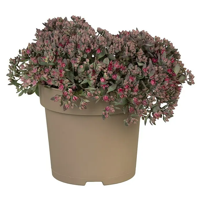 Piardino Garten-Fettblatt - Sedum hybride, Topfgröße: 15 cm - Vorderansicht