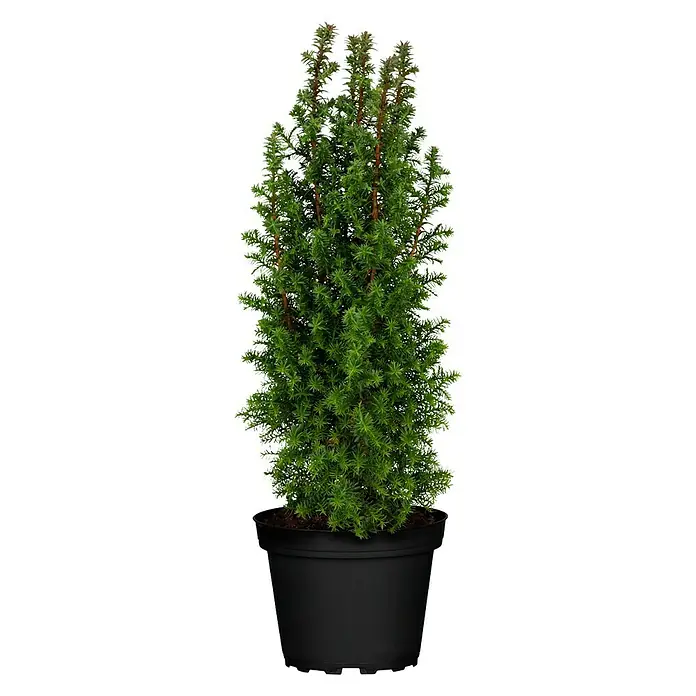 Piardino Weiße Scheinzypresse - Chamaecyparis thyoides 'Excellent Point'®, Topfgröße: 11 cm - Vorderansicht