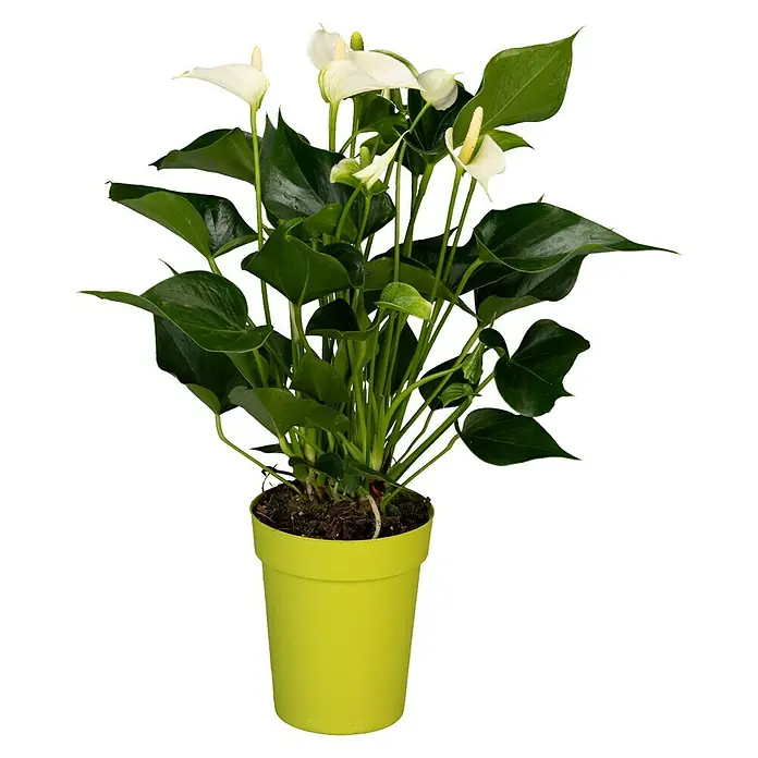 Piardino Flamingoblume - Anthurium andreanum, Topfgröße: 12 cm, Orange/Gelb - Vorderansicht
