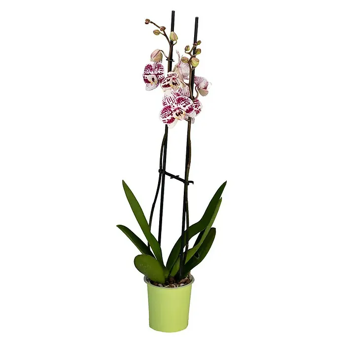 Piardino Schmetterlingsorchidee - Phalaenopsis x Hybrid Konfetti, Topfgröße: 12 cm, Blütenfarbe: Weiß/Rosa, Anzahl Triebe: 2 Stk., Aufrecht - Vorderansicht