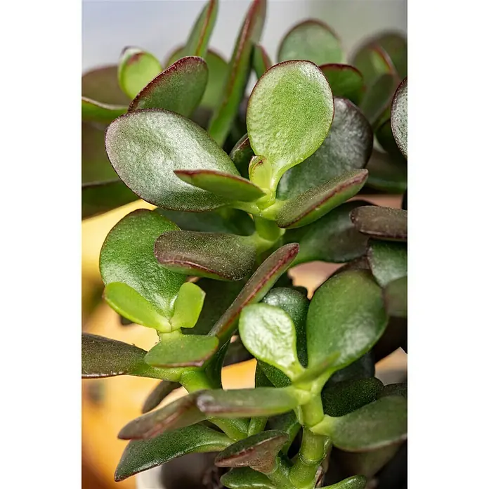 Piardino Dickblatt - Crassula arborescens Minova Magic, Topfgröße: 12 cm, Blattfarbe: Grün - Detailaufnahme