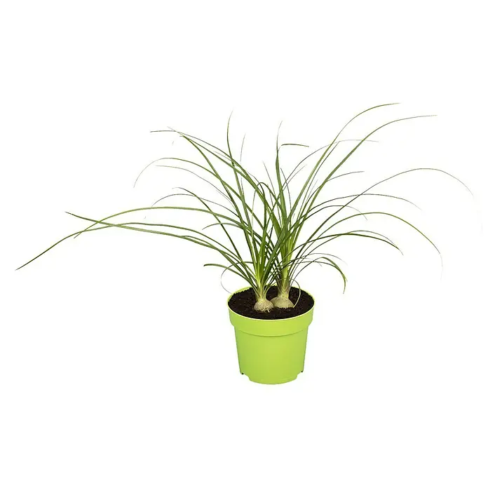 Piardino Elefantenfuß - Beaucarnea recurvata, Topfgröße: 12 cm - Vorderansicht
