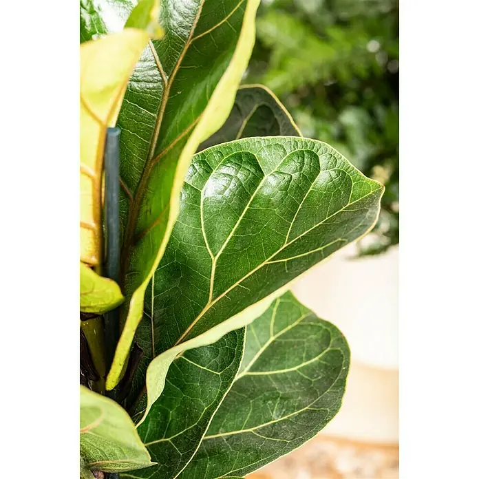Piardino Geigenfeige Bambino - Ficus lyrata, Topfgröße: 12 cm - Detailaufnahme