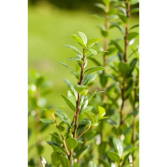 Piardino Japan-Stechpalme - Ilex crenata, Topfgröße: 11 cm - Detailaufnahme