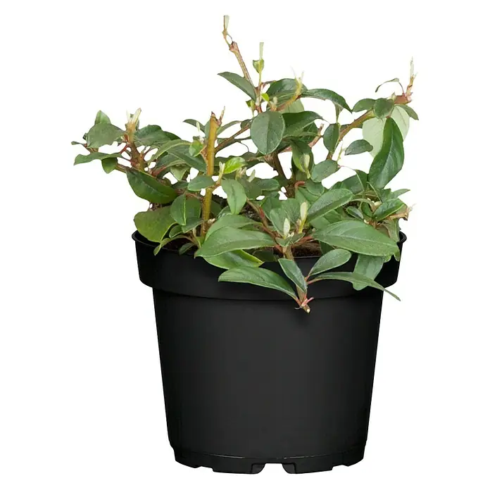 Piardino Teppichmispel Radicans - Cotoneeaster dammeri radicans, Topfgröße: 9 cm, Weiß - Vorderansicht