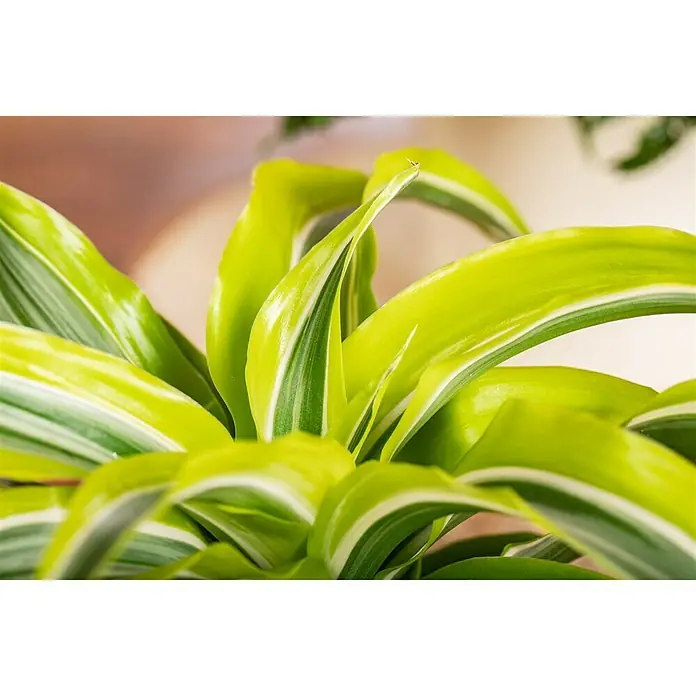 Piardino Drachenbaum - Dracaena fragrans Lemon Lime, Topfgröße: 12 cm - Detailaufnahme