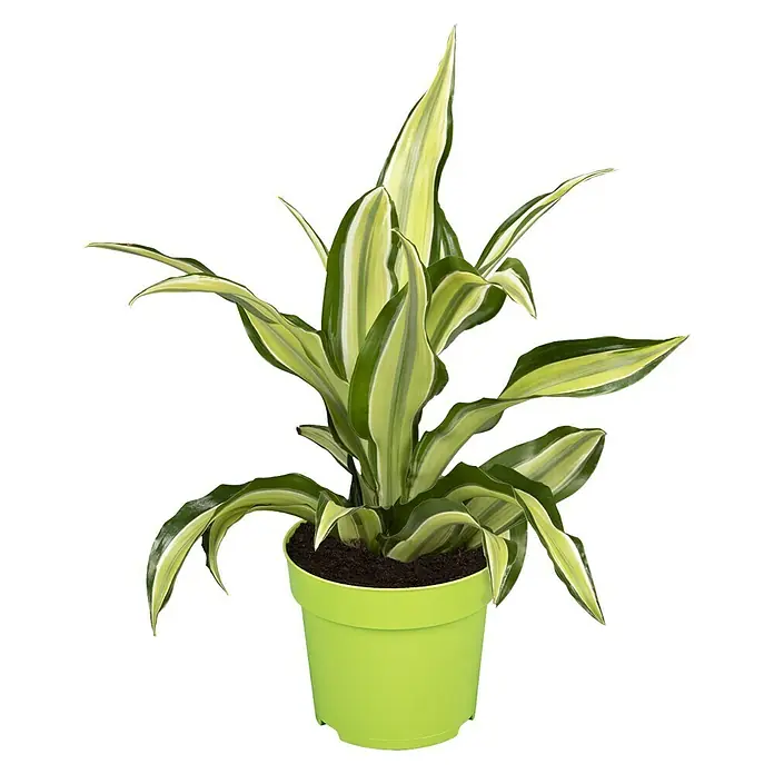 Piardino Drachenbaum Malaika - Dracaena fragrans Malaika, Gelb/Grün - Vorderansicht