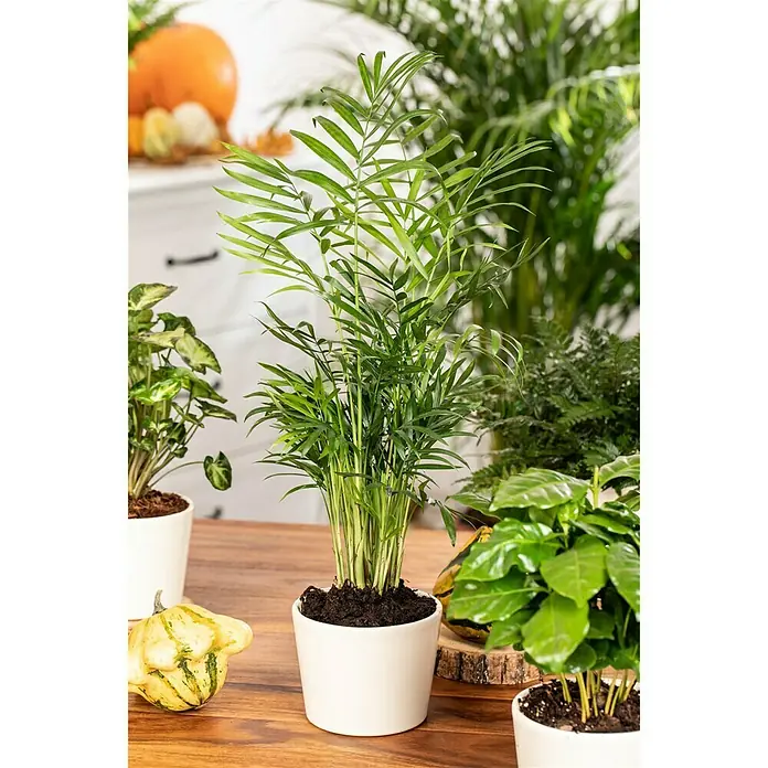 Bergpalme - Chamaedorea elegans, Topfgröße: 14 cm - Stimmungsaufnahme