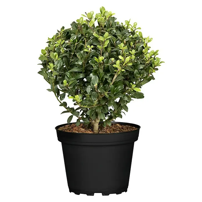 Bergilex Robustico - Ilex crenata 'Robustico', Weiß - Vorderansicht