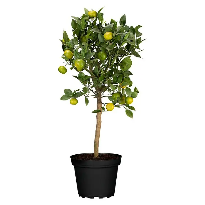 Piardino Mandarino - Citrus reticulata 2020 - Vista frontal