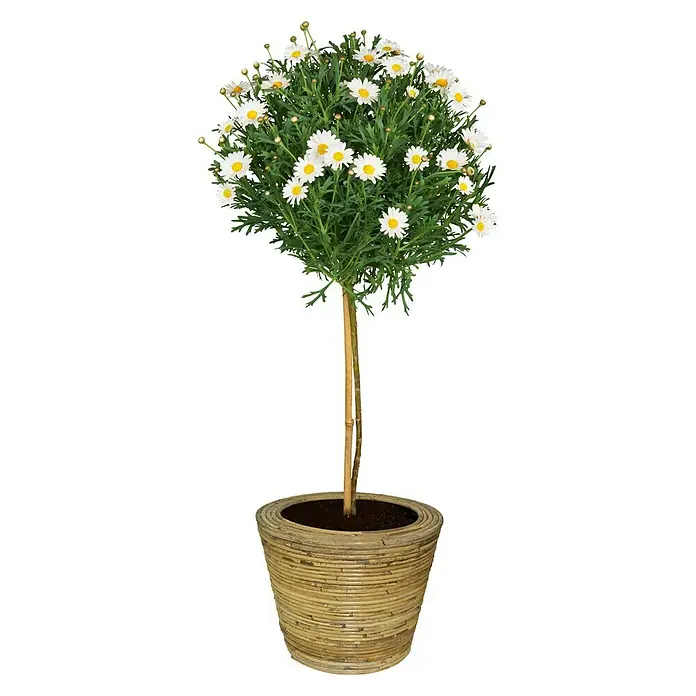 Van der Leeden Plantenpot - Naturel/grijs, 35 x 30 cm