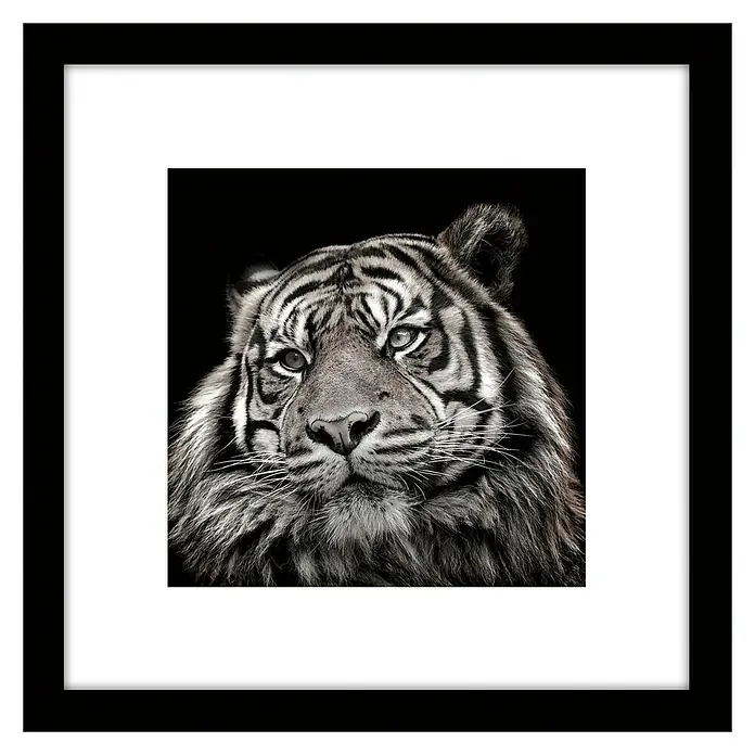 Cuadro Tigre - Tiger, An x Al: 30 x 30 cm
