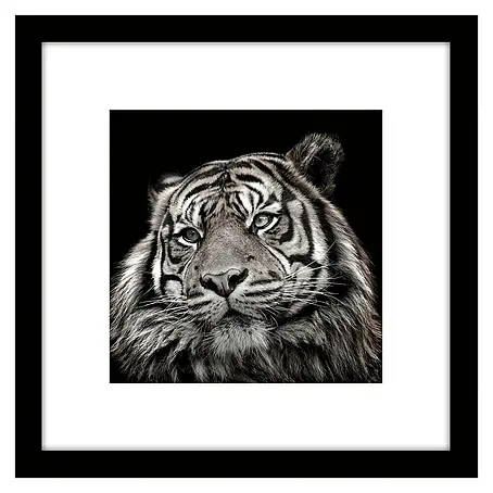 Cuadro Tigre