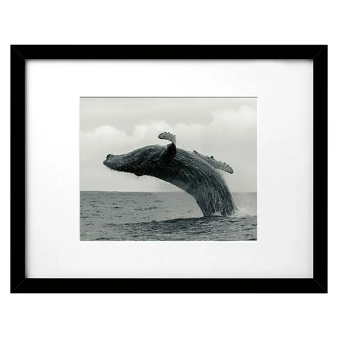 Cuadro Ballena - Whale, An x Al: 40 x 30 cm