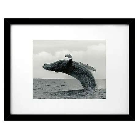 Cuadro Ballena