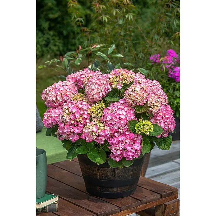 Piardino Bauernhortensie - Hydrangea macrophylla, Hellrosa - Stimmungsaufnahme