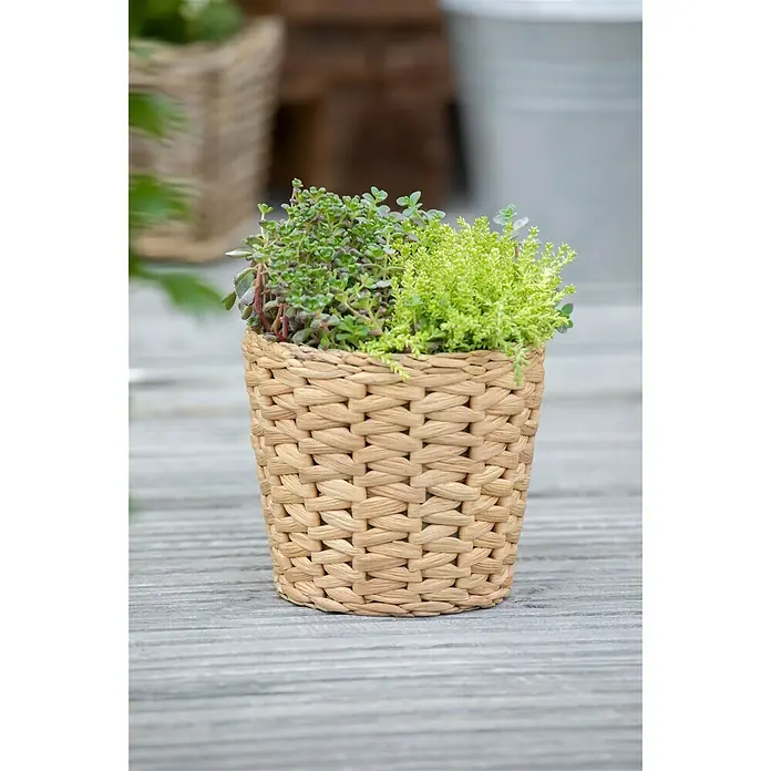 Piardino Dickblatt Trio - Sedum Trio, Topfgröße: 13 cm, Gelb - Stimmungsaufnahme