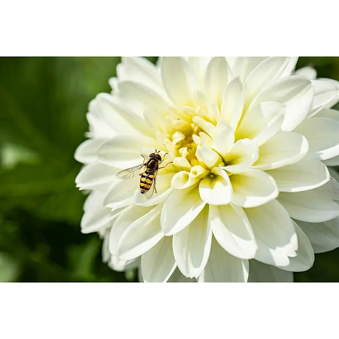 Piardino Dahlie - Dahlia, Topfgröße: 13 cm - Detailaufnahme