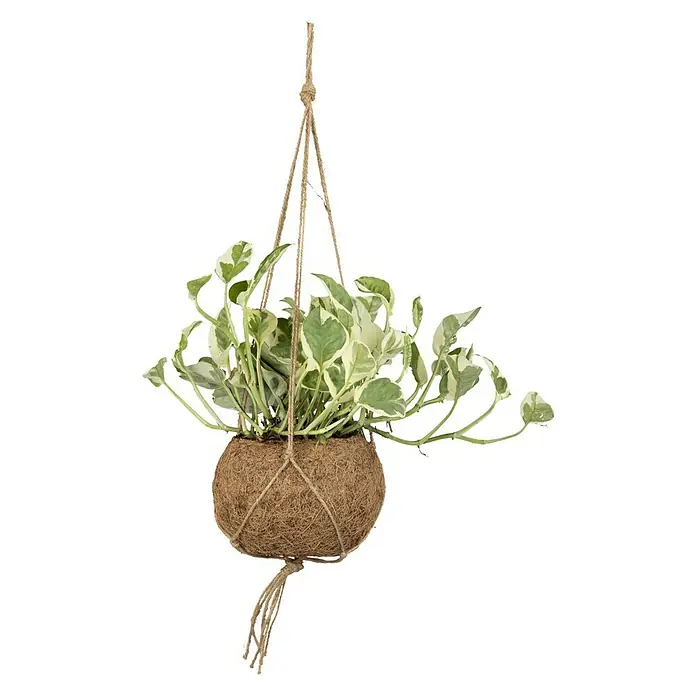 Piardino Pflanzen-Mix - Verschiedene Sorten, Topfgröße: 12 cm - Vorderansicht