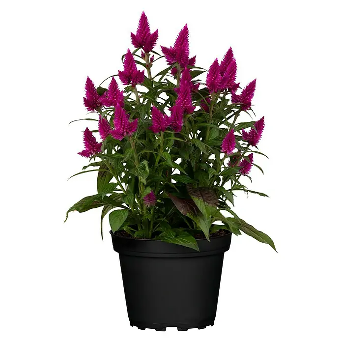 Piardino Celosía - Celosia argentea var. plumosus, Tamaño de maceta: 14 cm - Vista frontal