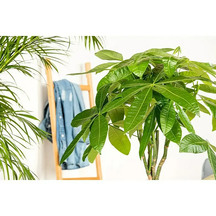 Piardino Glückskastanie - Pachira aquatica - Detailaufnahme