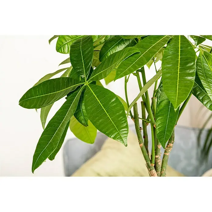 Piardino Glückskastanie - Pachira aquatica - Detailaufnahme