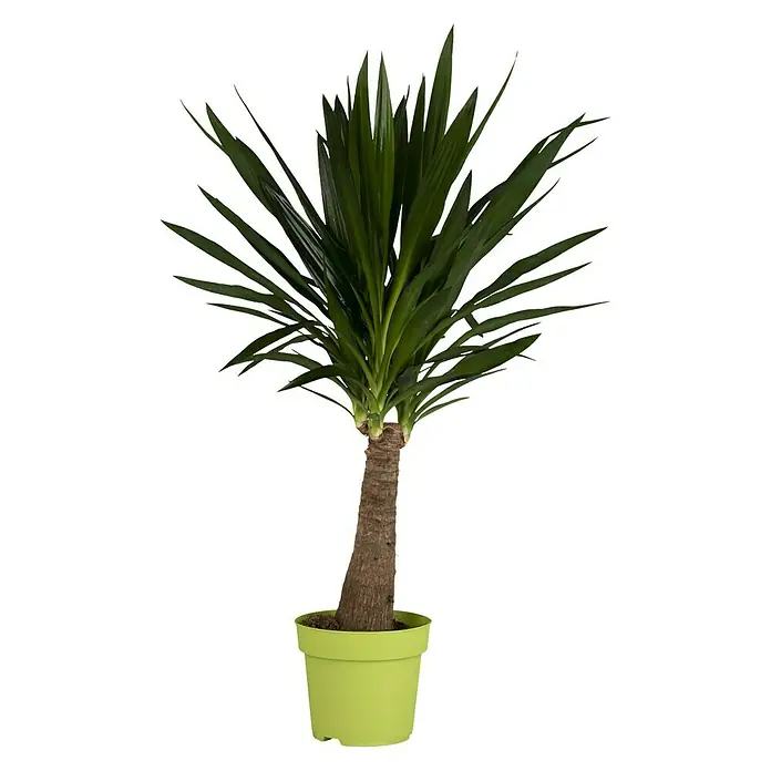 Piardino Palmlilie - Yucca elephantipes Maya Tree, Topfgröße: 21 cm - Vorderansicht