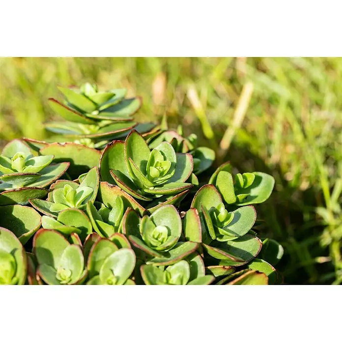 Piardino Garten-Fettblatt - Sedum ewersii, Rosa - Detailaufnahme