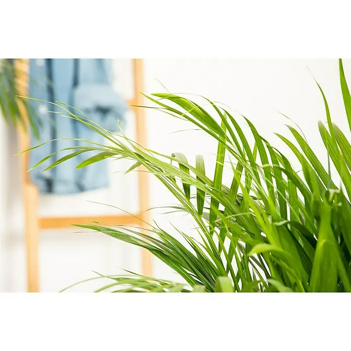 Piardino Goldfruchtpalme - Dypsis lutescens, Topfgröße: 21 cm, Blattfarbe: Grün - Detailaufnahme