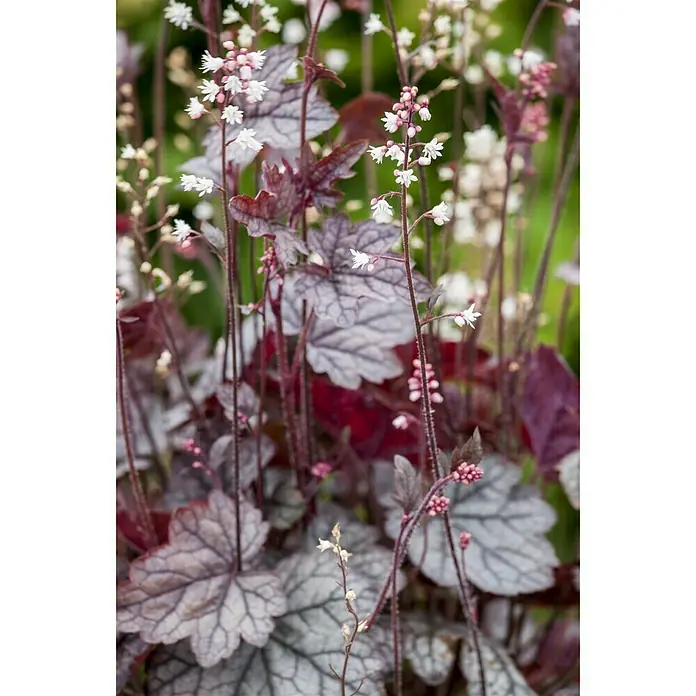 Piardino Purpurglöckchen - Heuchera Hybride, Topfgröße: 13 cm, Rot - Detailaufnahme
