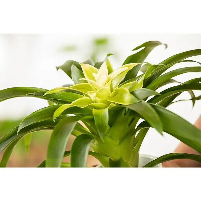 Piardino Bromelia - Bromelia Hybriden, Tamaño de maceta: 10 cm, Dependiendo de la variedad - Primer plano