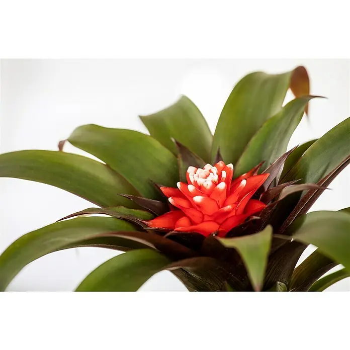 Piardino Bromelia - Bromelia Hybriden, Tamaño de maceta: 10 cm, Dependiendo de la variedad - Primer plano