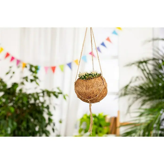 Piardino Kaktus Kokodama - Cactus, Topfgröße: 10 cm - Stimmungsaufnahme