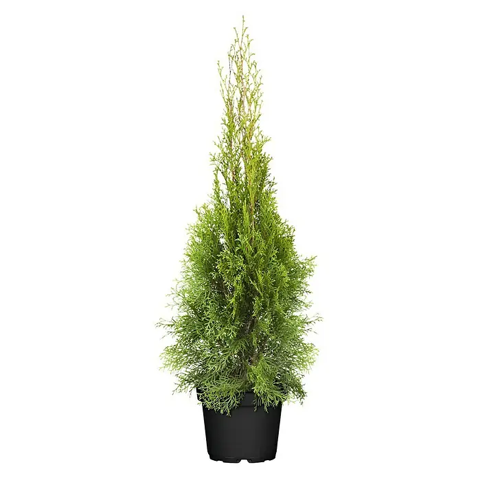 Piardino Lebensbaum Smaragd - Thuja occidentalis 'Smaragd', Topfgröße: 21 cm - Vorderansicht