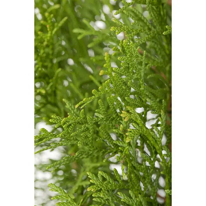 Piardino Lebensbaum Smaragd - Thuja occidentalis 'Smaragd', Topfgröße: 21 cm - Detailaufnahme