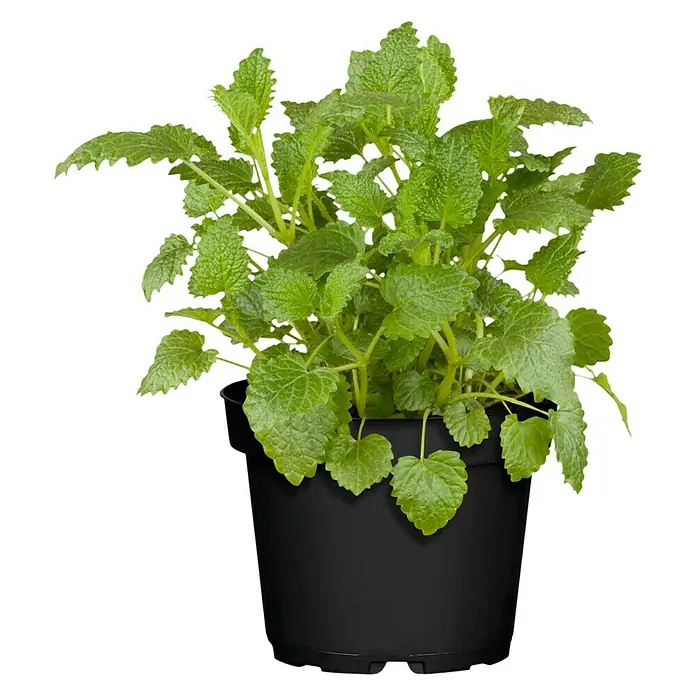 Blu Bio Zitronenmelisse - Melissa officinalis - Vorderansicht