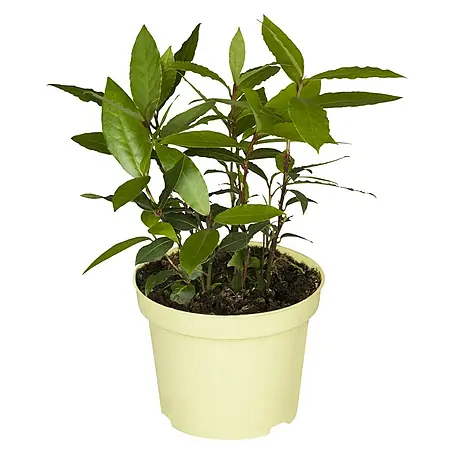 Blu Bio Lorbeer