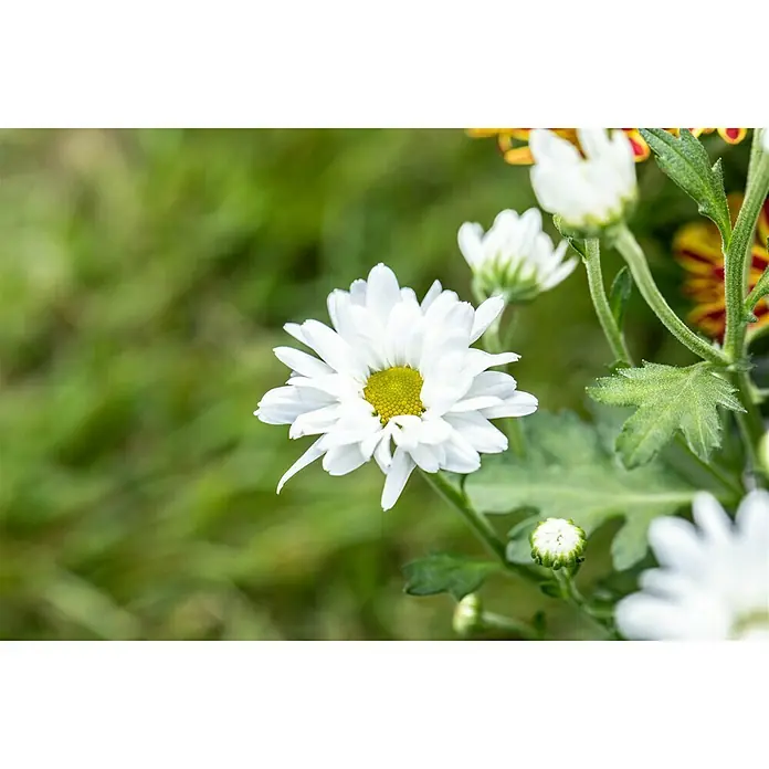 Piardino Herbst-Chrysantheme Swifty - Dendranthema indicum Swifty, Topfgröße: 12 cm, Sortenabhängig, Rot - Detailaufnahme