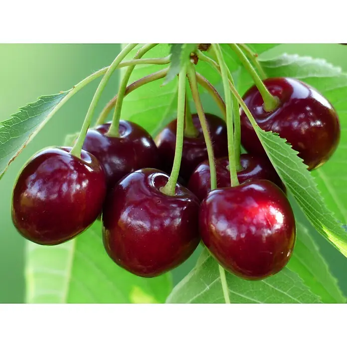 Piardino Pflanzen-Mix - Malus, Pyrus, Prunus, Topfgröße: 23 cm - Stimmungsaufnahme