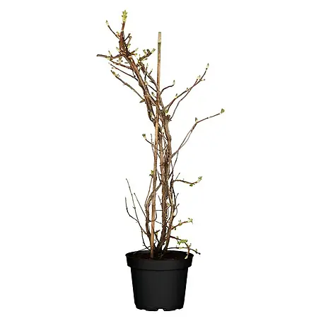 Piardino  Kletterhortensie