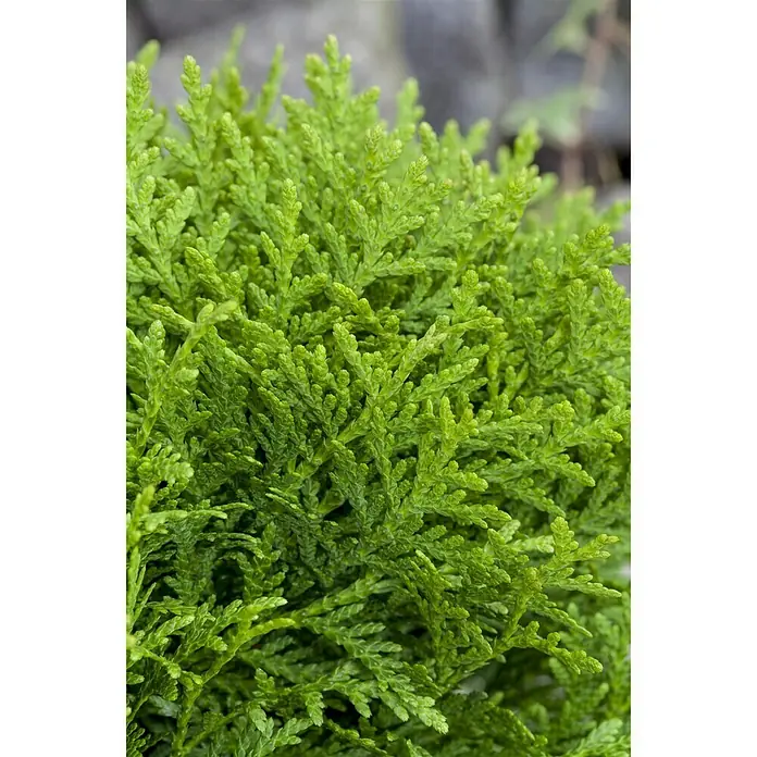 Piardino Zwerg-Lebensbaum Aurea Nana - Thuja orientalis 'Aurea Nana' - Detailaufnahme