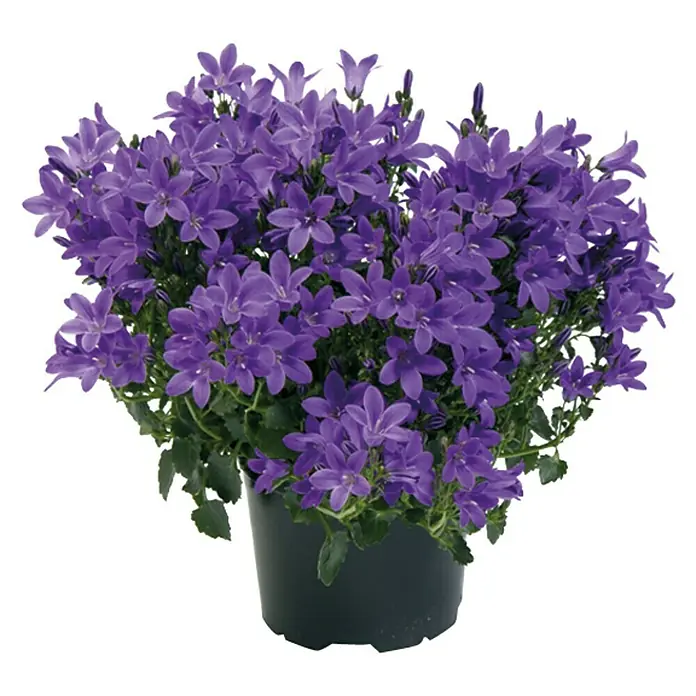 Piardino Polsterglockenblume - Campanula portenschlagiana Get Mee, Topfgröße: 11 cm, Blütenfarbe: Blau